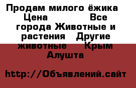 Продам милого ёжика › Цена ­ 10 000 - Все города Животные и растения » Другие животные   . Крым,Алушта